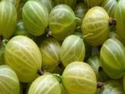 Toto drobné ovoce je jedním z nejsilnějších antioxidantů na světě. Je to nesmírně užitečné, pokud bojujete s problémy s klouby nebo ledvinami!