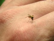 Spása před komáry: Nikdy vás už nekousne – musíte udělat jen jednu věc!