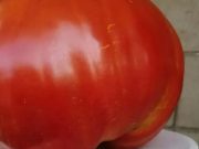 KAŽDÝ SE ZBLÁZNIL DO TÉTO RAJČATOVÉ DIETY: Zhubněte 10 KG ZA 7 DNÍ