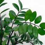 Close,Up,Green,Plant,Branches