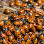 bugs-728×382
